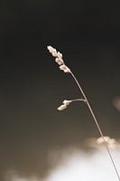 Nature in the Netherlands