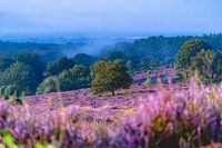 La bruyère en fleur sur le Posbank