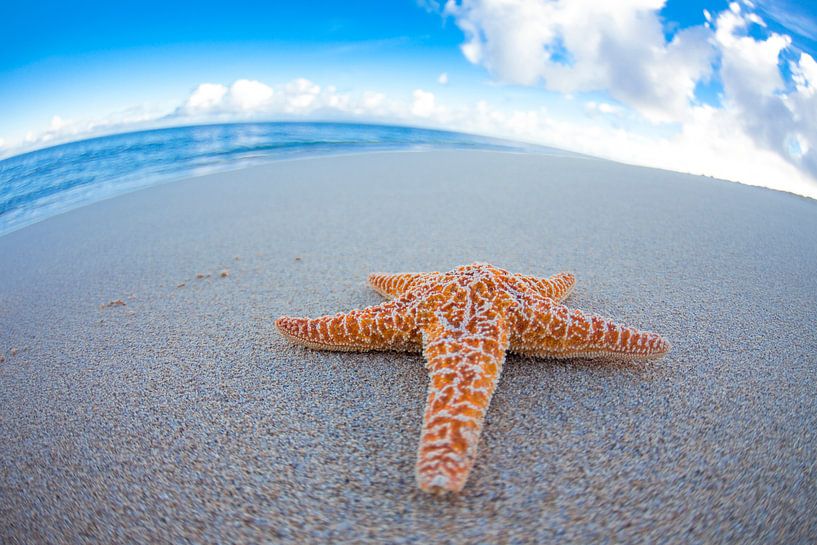 LP 70463292 Starfish on the beach of Hawaii par BeeldigBeeld Food & Lifestyle