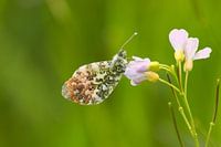 Oranjetipje op pinksterbloem