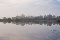 Les arbres dans le polder près de Tienhoven un matin d'automne
