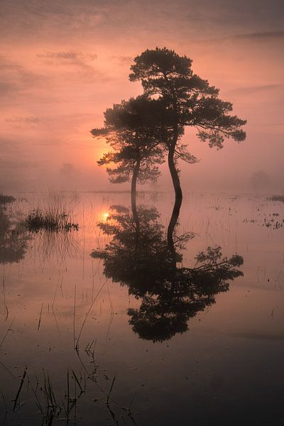 Lever de soleil magique au bord de l'eau par Moetwil en van Dijk - Fotografie