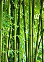Bambus