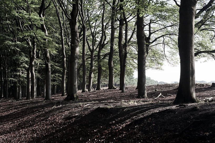 Bäume in der Morgensonne von DuFrank Images