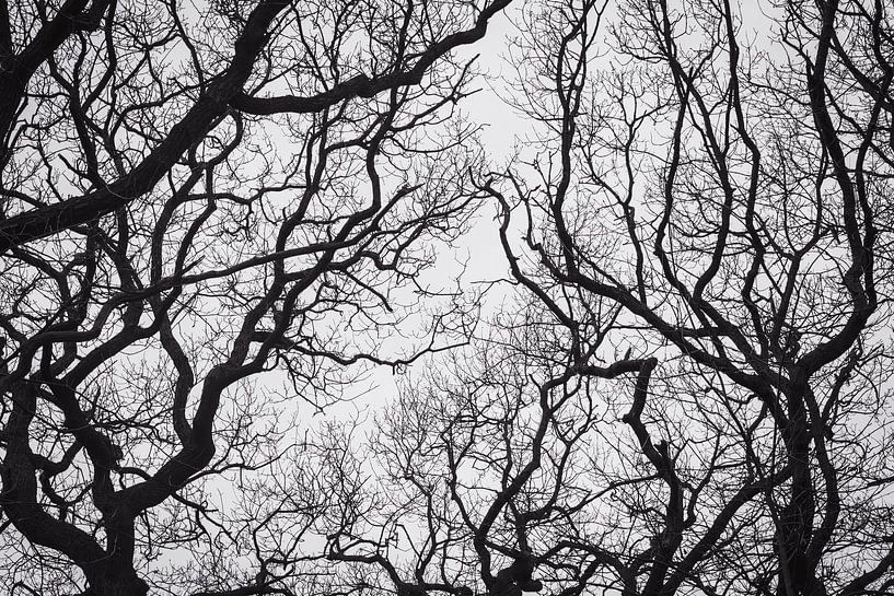 Branches sous un ciel blanc par Wouter Kouwenberg