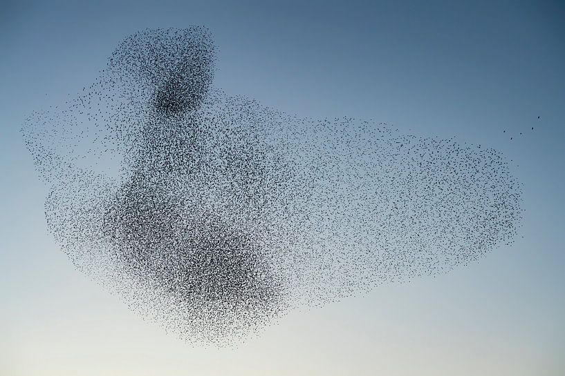 Schwarm von Staren (Sturnus vulgaris) von Albert Beukhof