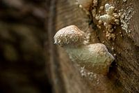Woolly bundle mushroom