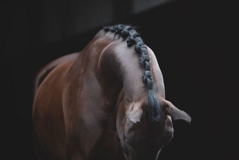 Equine Fine Art by Estelle Roelofs