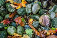 Autumn stones