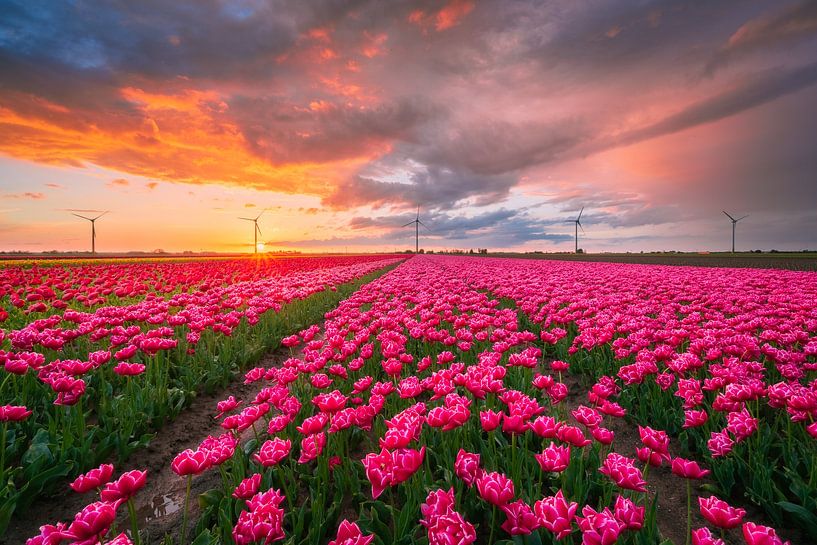 Pink tulips during sunset | Landscape photography | Spring by Marijn Alons