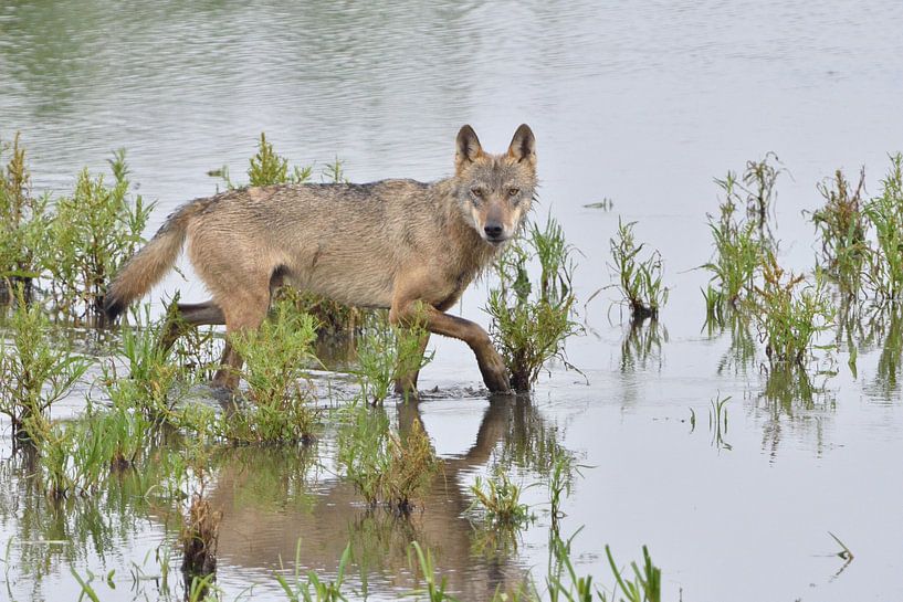 Loup gris européen par Karin Jähne