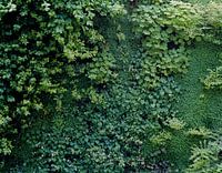 Green wall 02