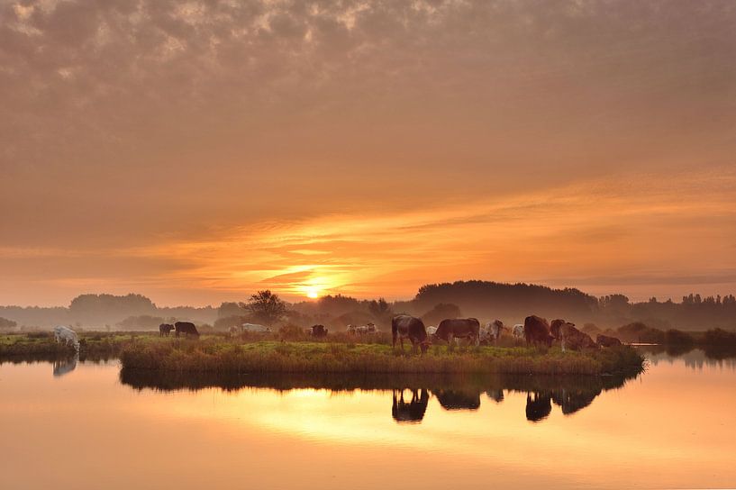 Vaches avec un beau lever de soleil par John Leeninga