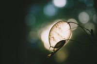 Festival des natürlichen Lichts, silberne Blätter im natürlichen Tageslicht