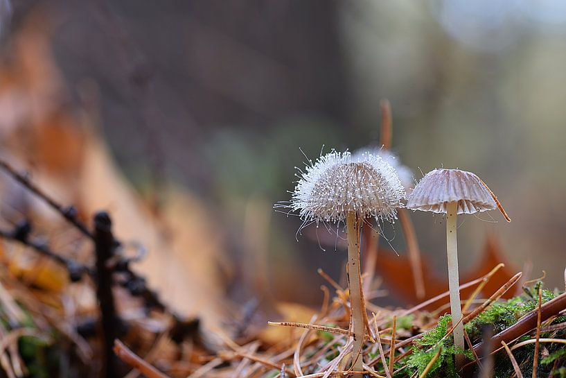 Moule par Huub Westendorp