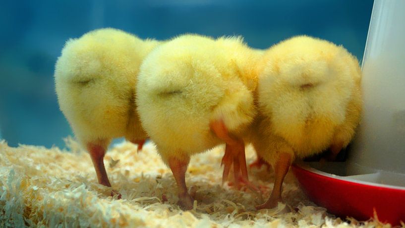 Drei Kükenärsche. von Masselink Portfolio