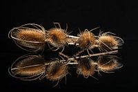 De grote kaardebol, over scherp gesproken II