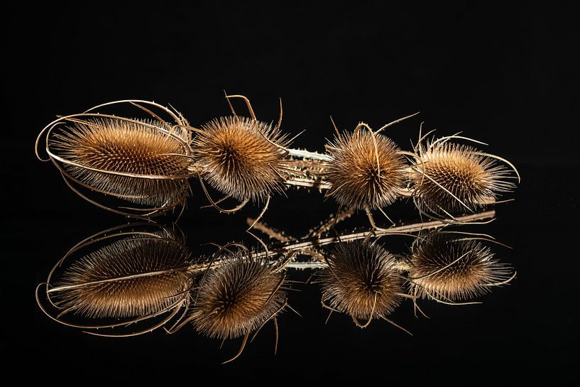 Der große wilde Karde, wo wir von scharfen von Gerry van Roosmalen