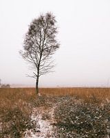 Mistige ochtend in een winters landschap op de Veluwe