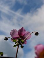 Purple flower in the sky
