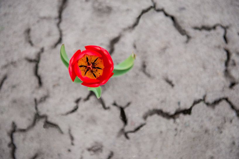 Zu den Umständen von Ellis Peeters