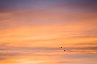 Sahara zonsondergang met twee vogels in de lucht
