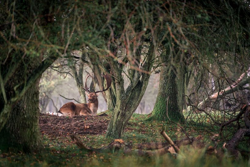 Cerfs avec de grands bois dans les dunes - daims par Jolanda Aalbers