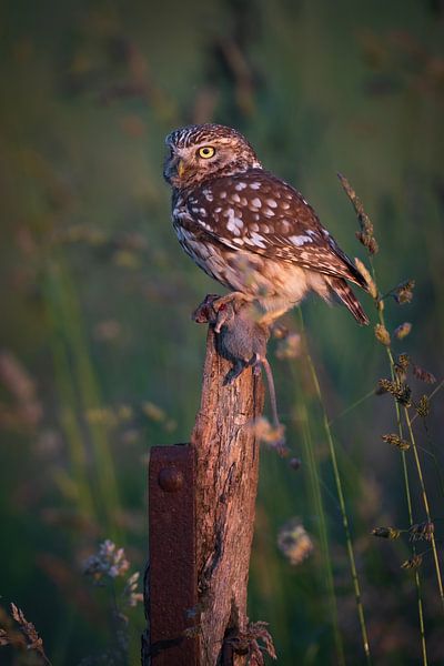 Steinkauz von Andy van der Steen - Fotografie
