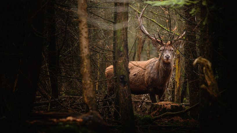 Cerf élaphe parmi les conifères par Wennekes Photography