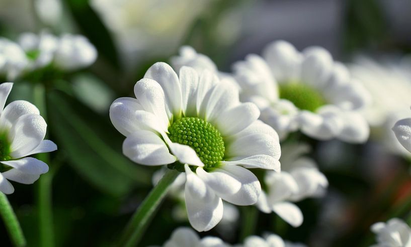 Don de la nature par Tashina van Zwam