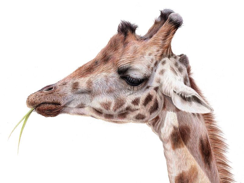 Giraffe drawing Leontine van Vliet by Leontine van Vliet