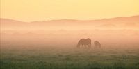 Twee IJslandse paarden in de gouden ochtendmist