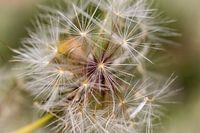 Verträumtes Bild von Samen einer verblühten Blume