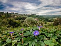 Toskanische Landschaft mit lila Blumen