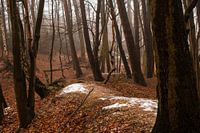 Fabelachtig herfstbos