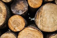 Boomstammen in het bos