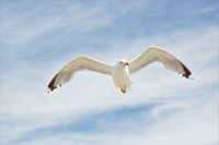 Meeuw, Wat zie ik daar?