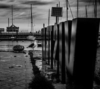 Mouette à l'échelle à poissons à Ostende