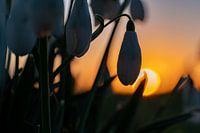 Schneeglöckchen bei Sonnenuntergang