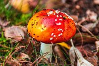 Op een grote paddenstoel....