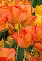 Oranje Tulpen