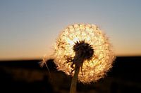 Sunset caught in a dandelion