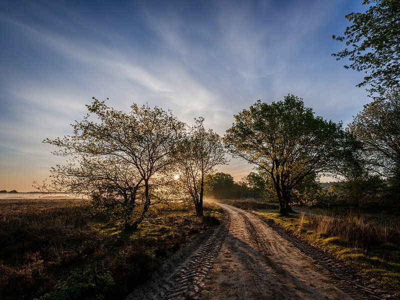 Ermelose-Heide am Morgen von Eddy Westdijk