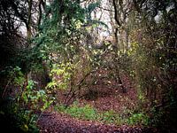 Amstrdam water supply dunes - 2