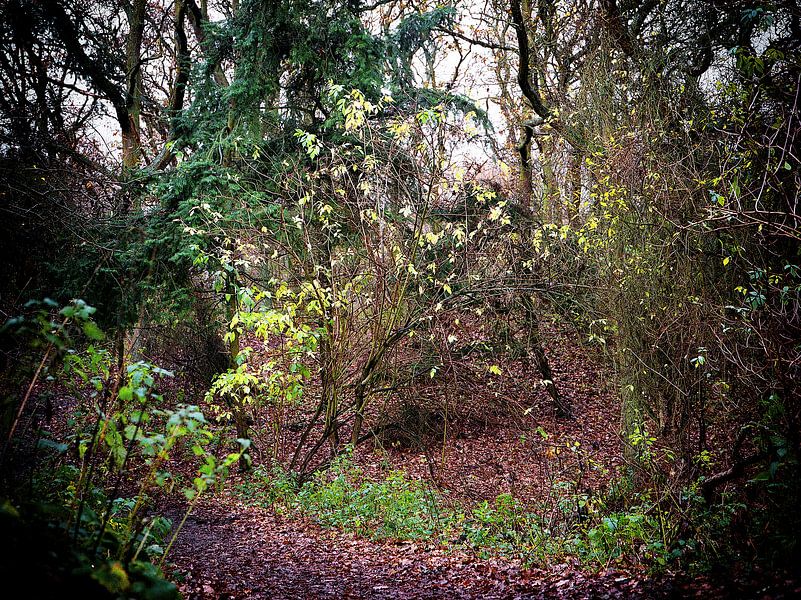 Amstrdam water supply dunes - 2 by Rudy Umans
