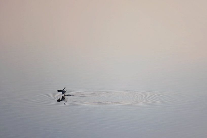 Fisch-Punktzahl von Titus van 't Veer