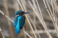 kingfisher