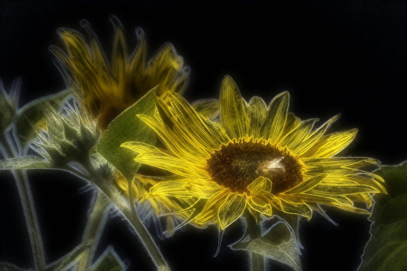 Sonnenblumenkunst von Edgar Schermaul