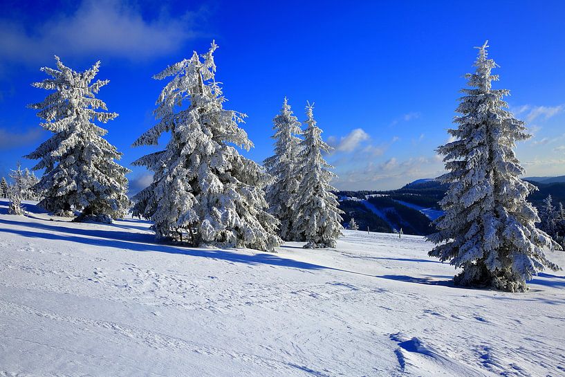 Schneebäume im Schwarzwald von Patrick Lohmüller