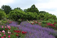 Lente in het Arboretum